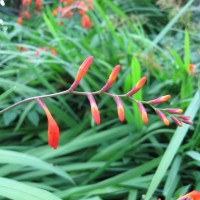 Montbretia
